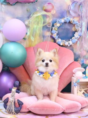 20240810小豆くん